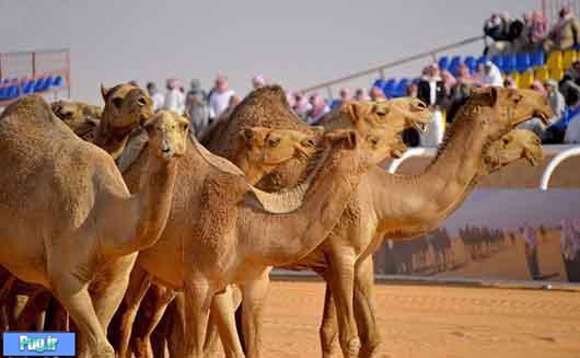 ملکه زیبایی شتر ها در عربستان! 