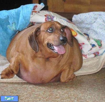 چاقترین سگ دنیا