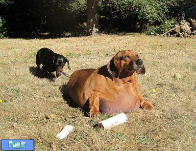چاقترین سگ دنیا