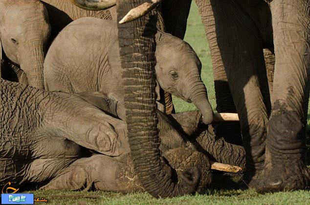 اشک‌های فیل نوزاد در مرگ مادرش 