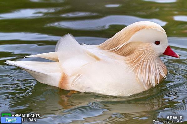 ماندارین، زیباترین اردک جهان