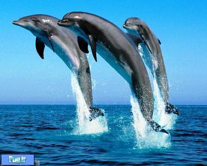دلفین‌ها هم عزاداری می‌کنند!