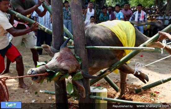 مدل بسیار عجیب کشتن گاو در هند