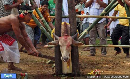 مدل بسیار عجیب کشتن گاو در هند