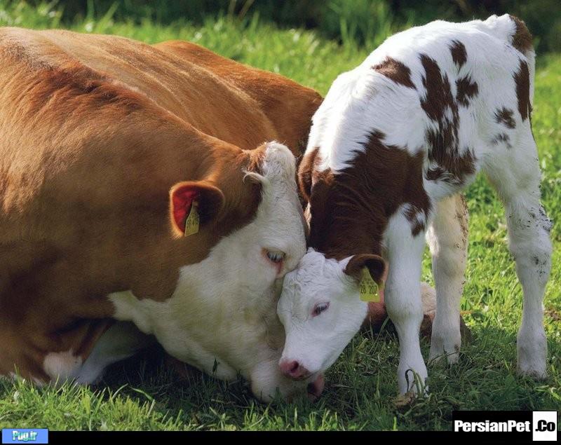 گاوها چگونه با یکدیگر ارتباط برقرار می‌کنند؟