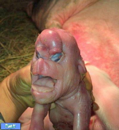 عجیب ترین خوک دنیا