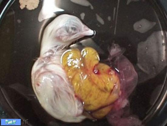 تصاویری جذاب از مراحل رشد جنین یک جوجه