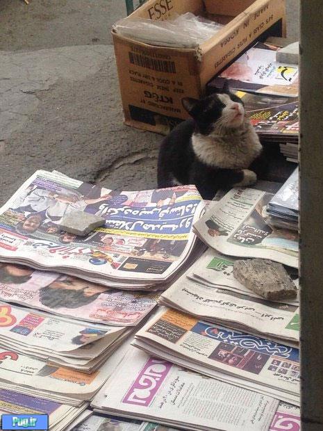 گربه روزنامه‌خوان خیابانهای تهران!