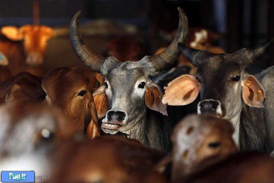 تقدس گاو در هند‎