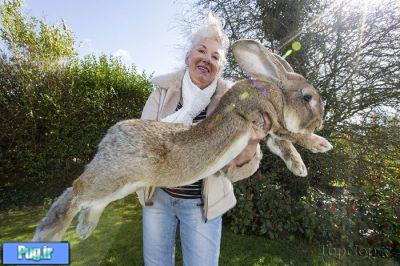 بزرگترین خرگوش دنیا 
