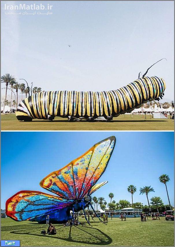 تبدیل بزرگترین کرم جهان به پروانه