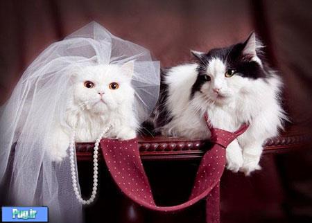 جشن عروسی حیوانات