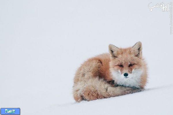 روباه قرمز در حیات وحش برفی روسیه