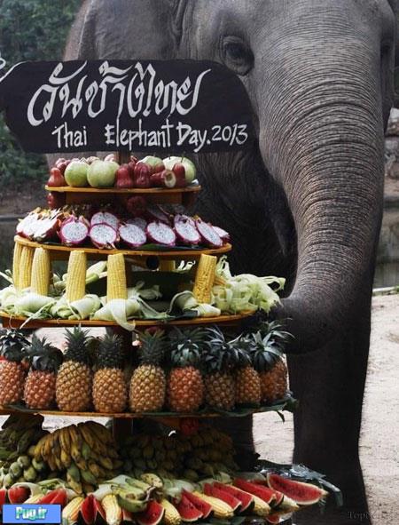 جشن فیل در تایلند