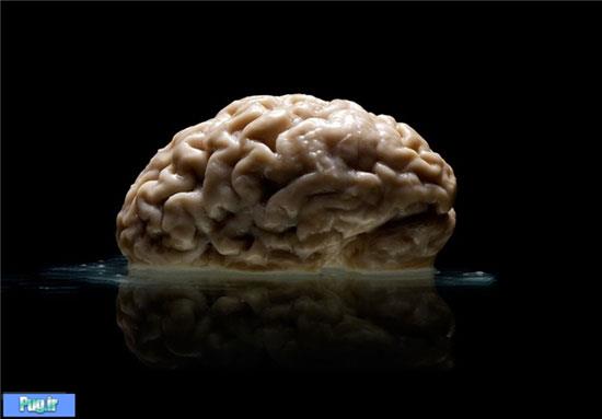 مغز انسان های متفاوت 