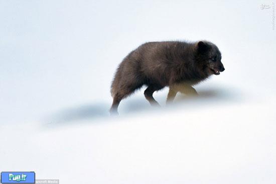 روباه سیاه قطب شمال 