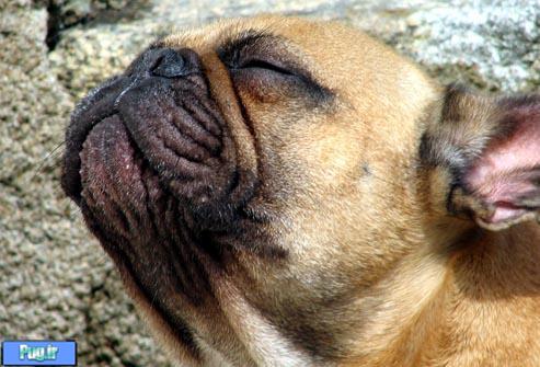 پودر انرژی زای فوری برای سگهای شما 