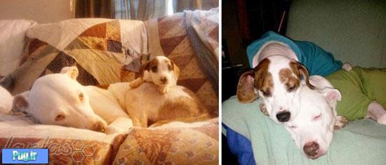تصاویر قبل و بعد نگهداری سگ های خانگی!