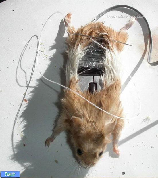ماوسِ چندش آور از جنس موش! +عکس