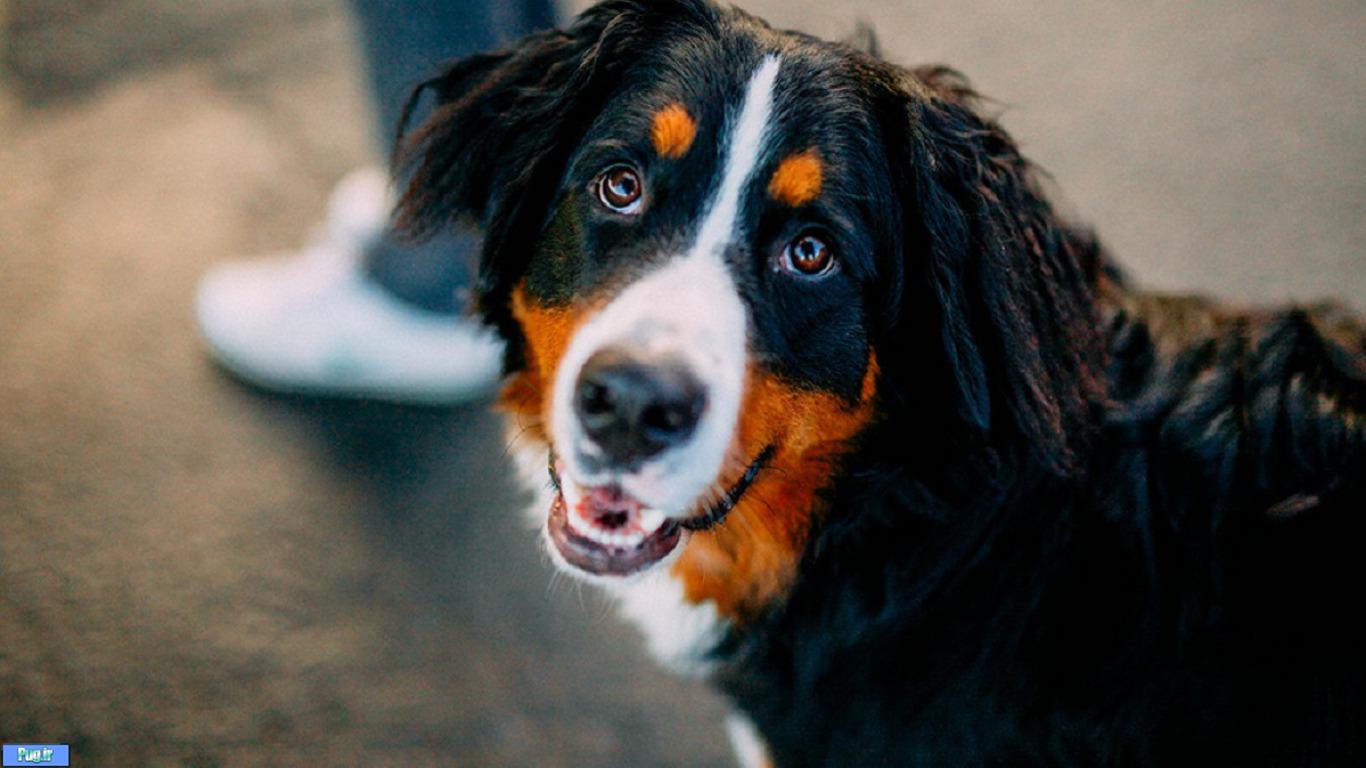 قرص مولتی ویتامین Bio برای سگهای خوشگل شما به فروشگاه پرشین پت رسید