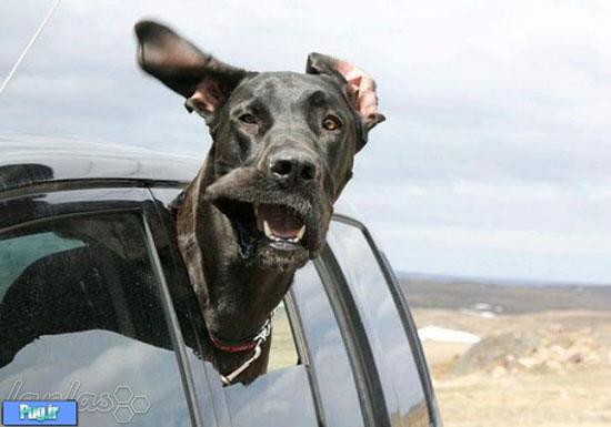 تصاویر بامزه از سگهای عشق ماشین!