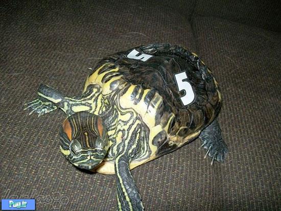 لاکپشتی که 20 سال در سطل زندگی کرده!