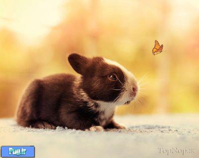  عکاسی از بچه خرگوش های کوچک و دوست داشتنی