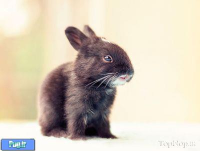  عکاسی از بچه خرگوش های کوچک و دوست داشتنی