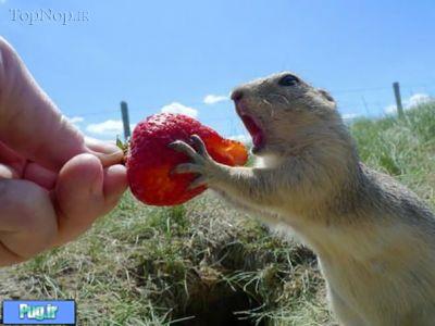 وقتی حیوانات توت فرنگی می خورند !!
