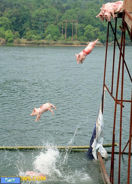 پرتاب خوک ها به داخل دریاچه 