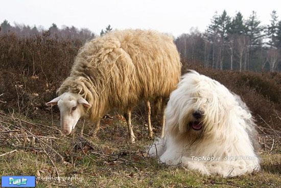 سگ هایی شبیه گوسفند