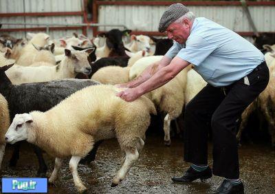 اولین مسابقات جهانی تف گوسفندی