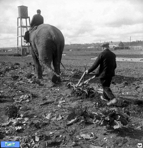 شخم زدن زمین با فیل! +عکس