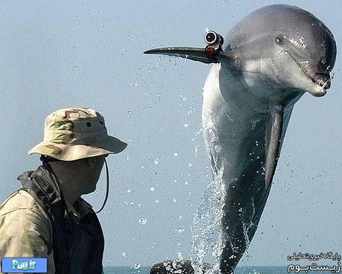 دلفین جاسوس اسرائیل دستگیر شد!