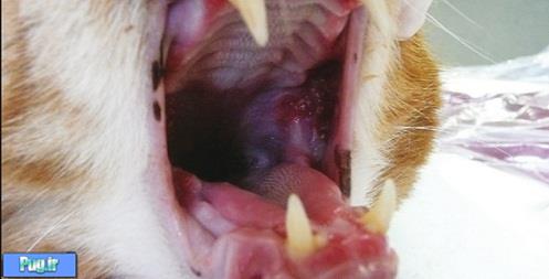 بیماری ویروسی تنفسی فوقانی گربه (fcv)