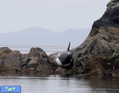 نجات نهنگ قاتل