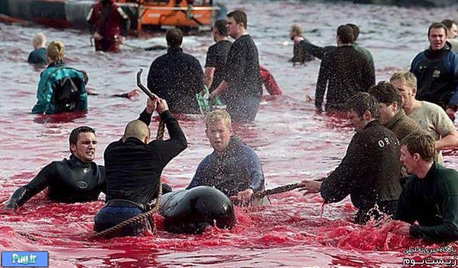 بزرگترین کشتار دلفین ها در دانمارک؛ حقیقت یا شایعه؟/