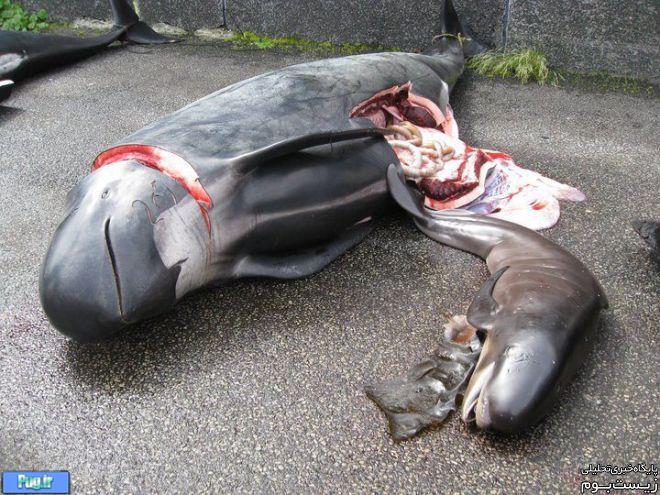 بزرگترین کشتار دلفین ها در دانمارک؛ حقیقت یا شایعه؟/