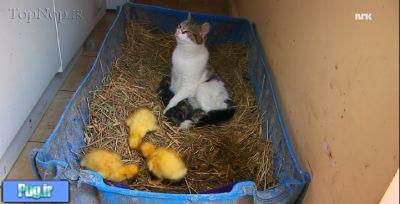 مادری یک گربه برای جوجه اردک ها ! 