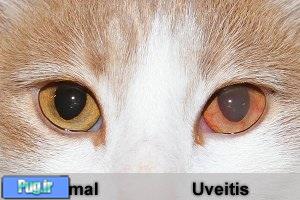 10 بیماری شایع در گربه ها 