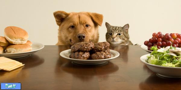 انتخاب غذا برای سگ ها 