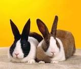 عفونت پوستی باکتریایی در خرگوشها (ترجمه)