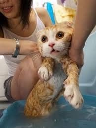 حمام کردن گربه ها برای گربه ها