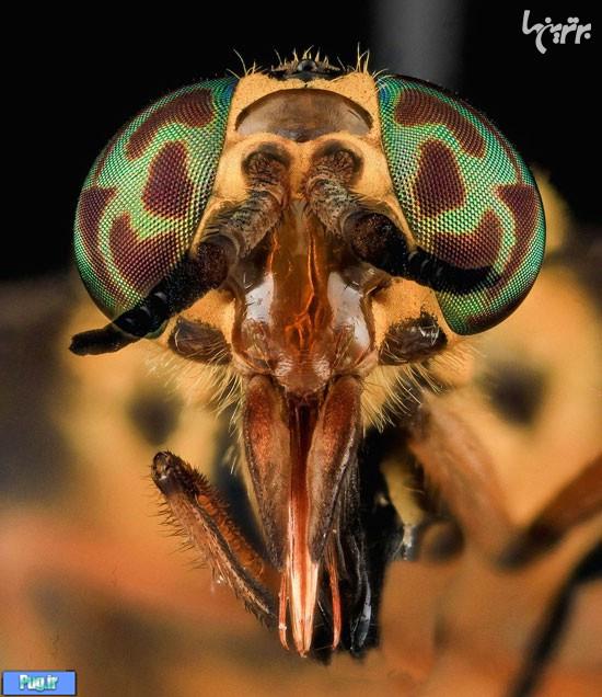 25 عکس بسیار نزدیک از حشرات رنگارنگ!