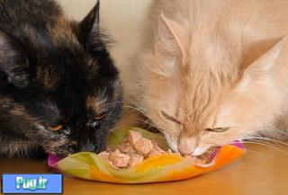روش غذا دادن به گربه ها 