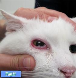 قرمزي چشم در گربه 
