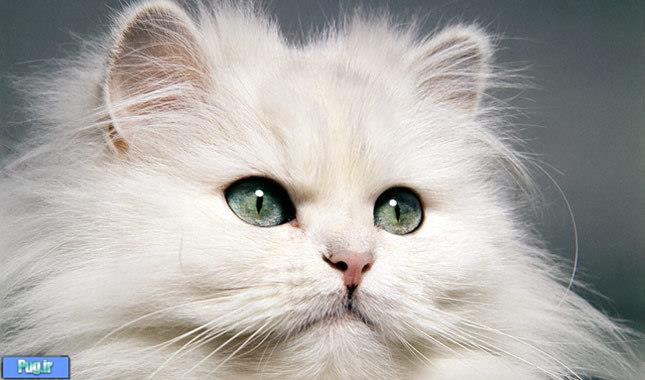 نیش کک در گربه چگونه حساسیت میاورد؟