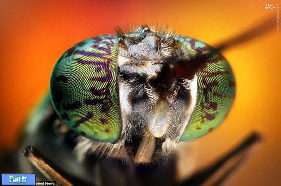 تصاویری ماکرو از چشم مرکب حشرات