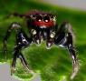عنکبوتی که عاشق بوی بد پا و خون انسان است +عکس