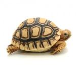 تفاوت لاک پشت های آبزی (Turtles) و لاک پشت های خشکی 